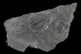 Elrathia Trilobite Fossil - Utah - House Range #139586-1